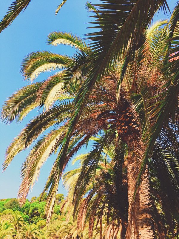 Élagage d'un palmier : comment ça marche ?