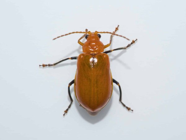 Traitement anti capricorne : combien cela peut vous coûter ?